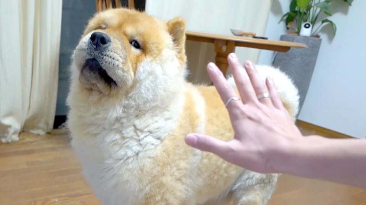 謎にチャウチャウ犬のテンションが上がる動きを発見しました