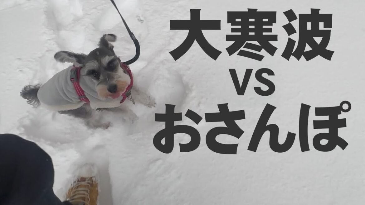 大寒波到来！お散歩と寒さどちらが勝つか！？【サッチとマーフ】