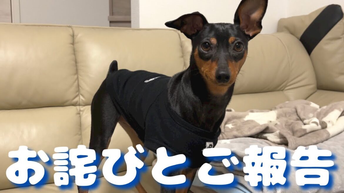 ２週間も動画をアップできなかった理由【ミニピン】