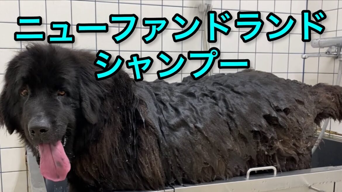 ニューファンドランド シャンプー 🐻✨ ボス君のピカピカさっぱり❤️ 超大型犬 大型犬 付き添い グレートデーン クィーンちゃん トリミング グルーミング BOSS＆Queen