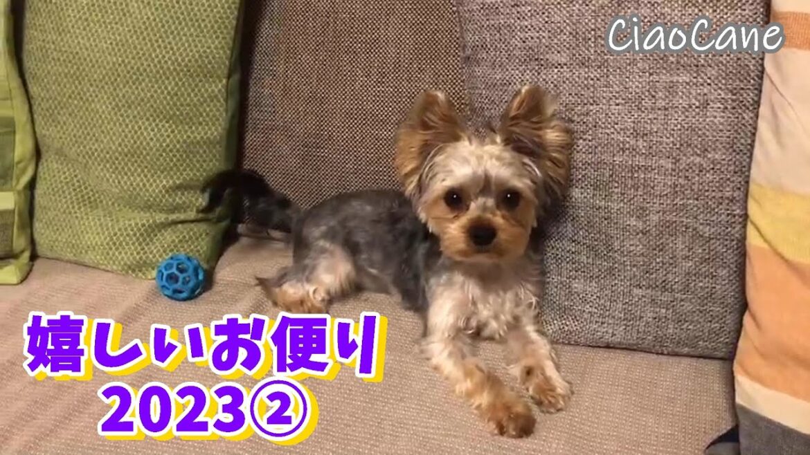 嬉しいお便り2023②【ヨークシャーテリア専門犬舎チャオカーネ】