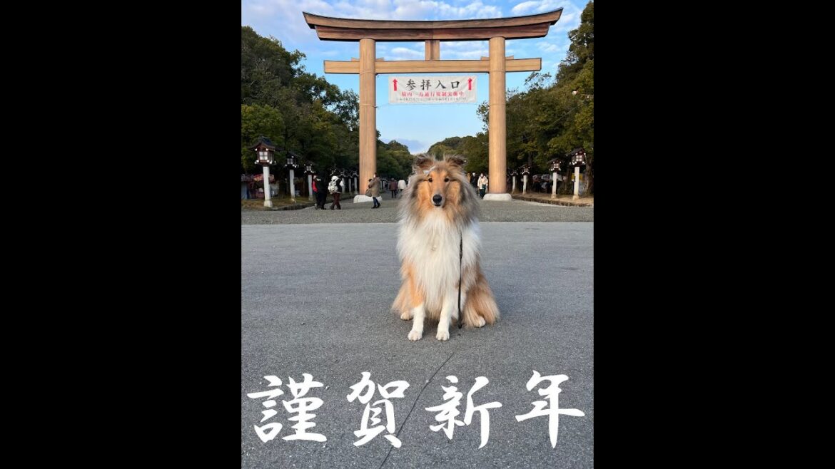 2023/1/1 ラフコリーのお正月