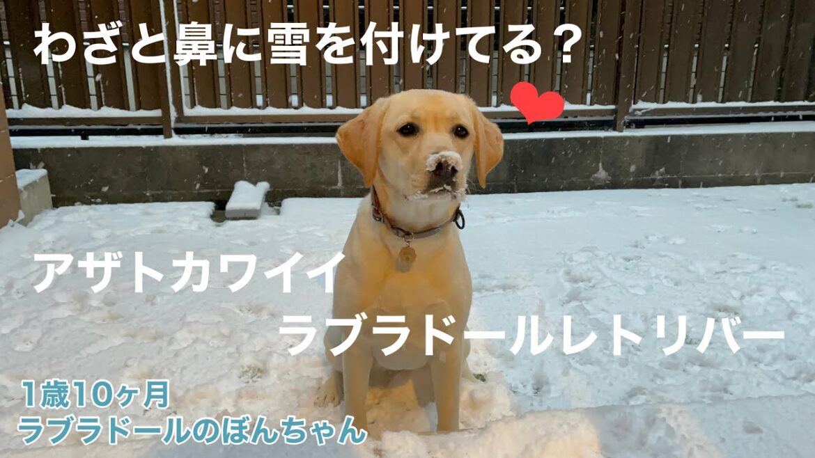 【ラブラドール#87】可愛いって言ってもらうためにわざと鼻に雪を付けて雪遊びをするラブラドールレトリバー★ labrador retriever 大型犬  ぼんちゃん　最強寒波　アザトカワイイ