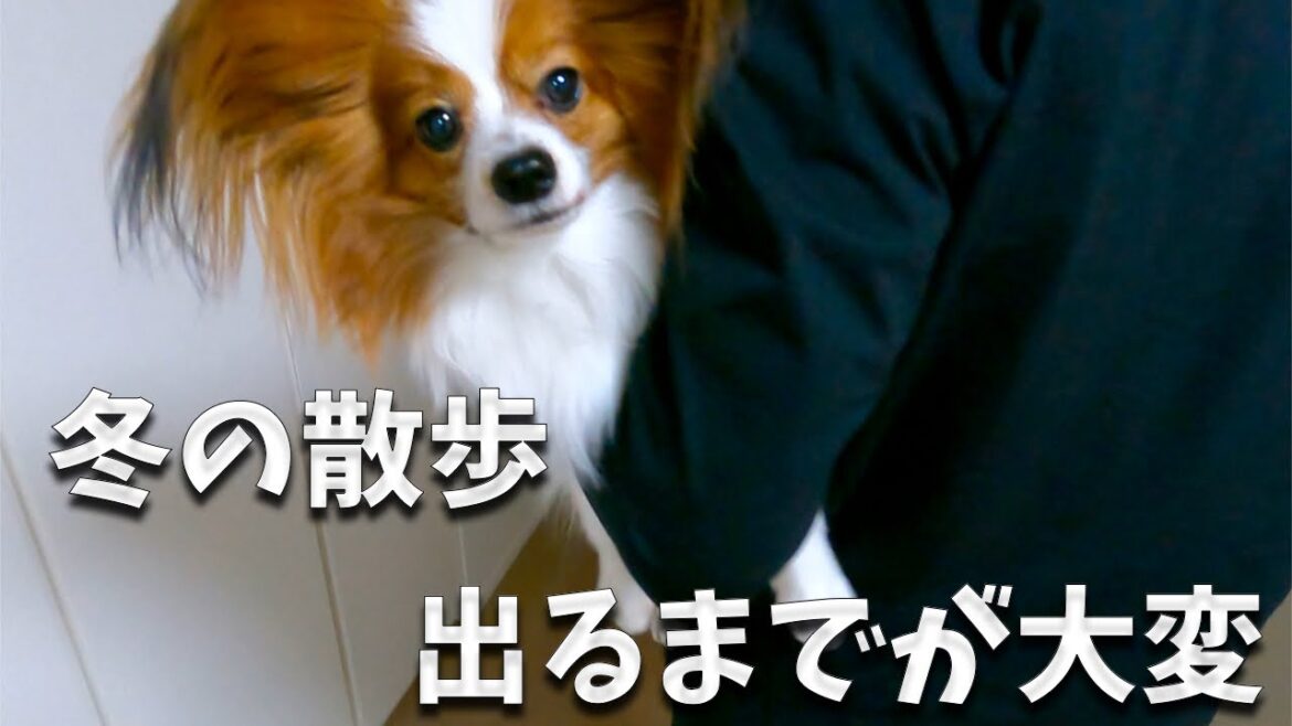 冬のお散歩、出るまでが大変。でもヒメタラさえあれば。ヒメタラ大好きなパピヨン。おやつ大作戦にはヒメタラが最強。#papillon #パピヨン