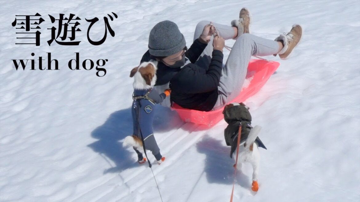 初めてソリを体験した愛犬達の反応…/ジャックラッセルテリア/多頭飼い