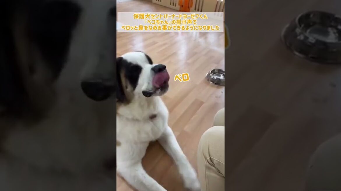 『ペコちゃん』の掛け声で鼻ペロする保護犬セントバーナードヨーゼフくん