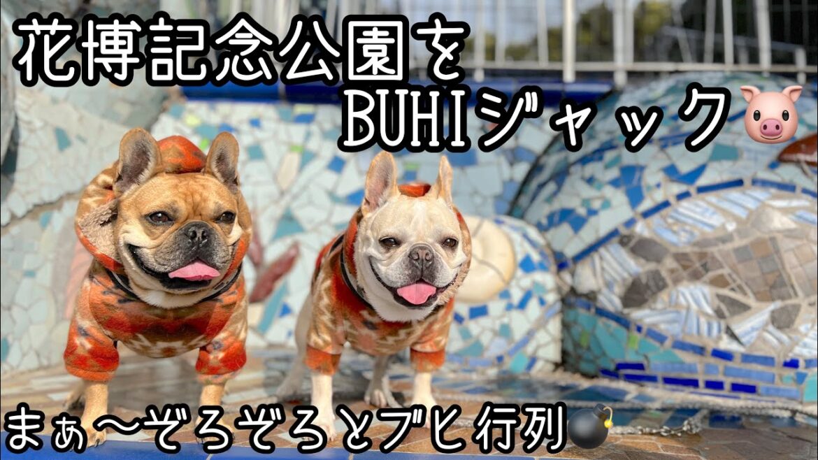 花博記念公園をBUHIジャック🐷［フレンチブルドッグ ］