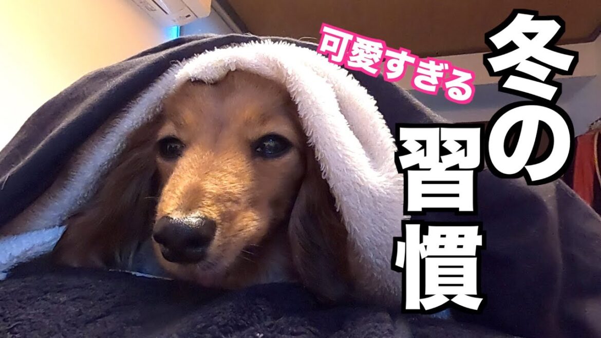 【可愛すぎる】寒い冬の愛犬の習慣に癒される【カニンヘンダックスえびすの日常】