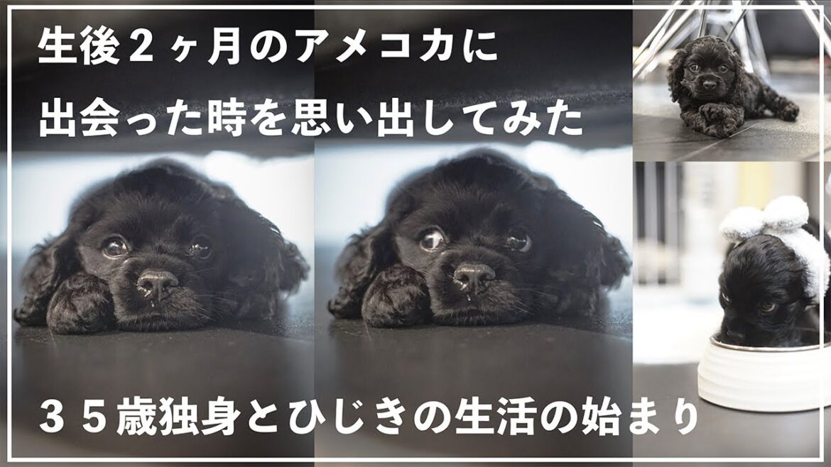 仔犬時代のアメリカンコッカースパニエルの可愛さを思い出す「アメコカひじきとの生活」