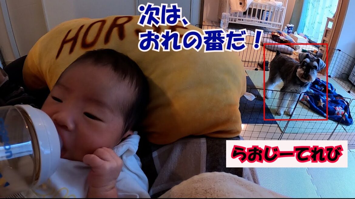 【赤ちゃんと犬】ミニチュアシュナウザーの動揺　らおじーてれび