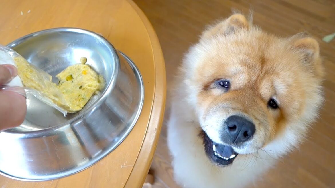 温めるご飯がおいしすぎるチャウチャウ犬