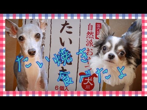 初めてたい焼きを食べたチワワとイタリアングレーハウンド(イタグレ)【犬動画】【自然派おやつ】 初めてたい焼きを食べたチワワとイタリアングレーハウンド(イタグレ)【犬動画】【自然派おやつ】