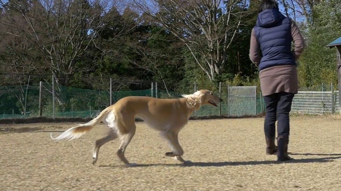 サルーキ忘年会！2015