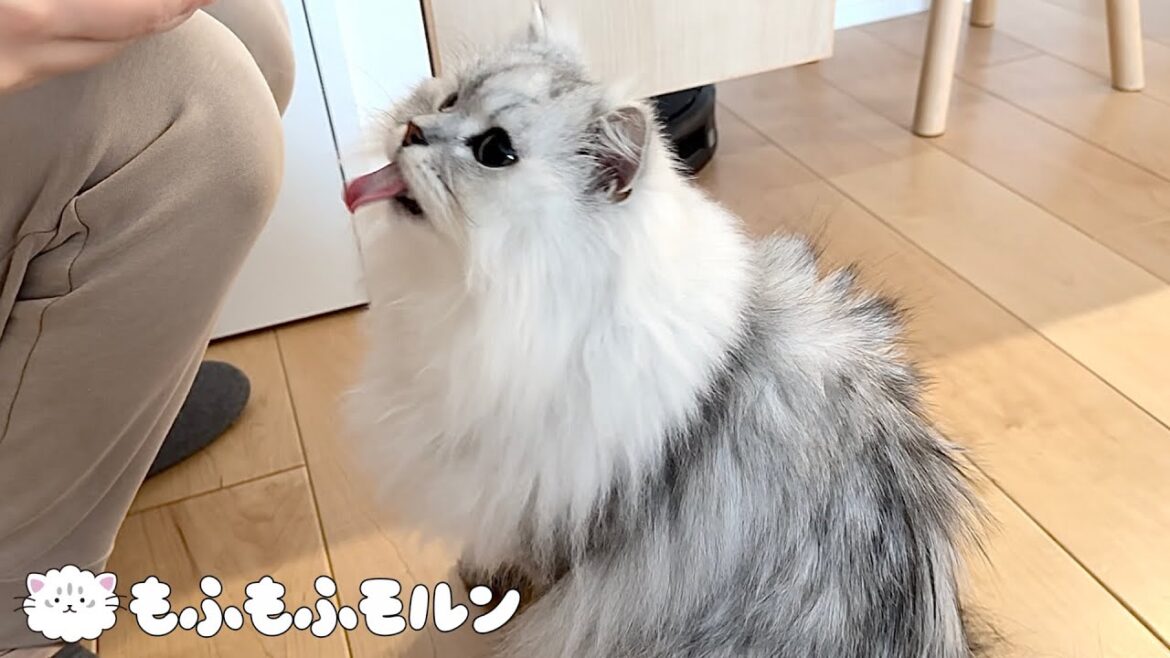 猫はお尻の汚れを綺麗にしただけでご褒美がもらえます【サイベリアン】
