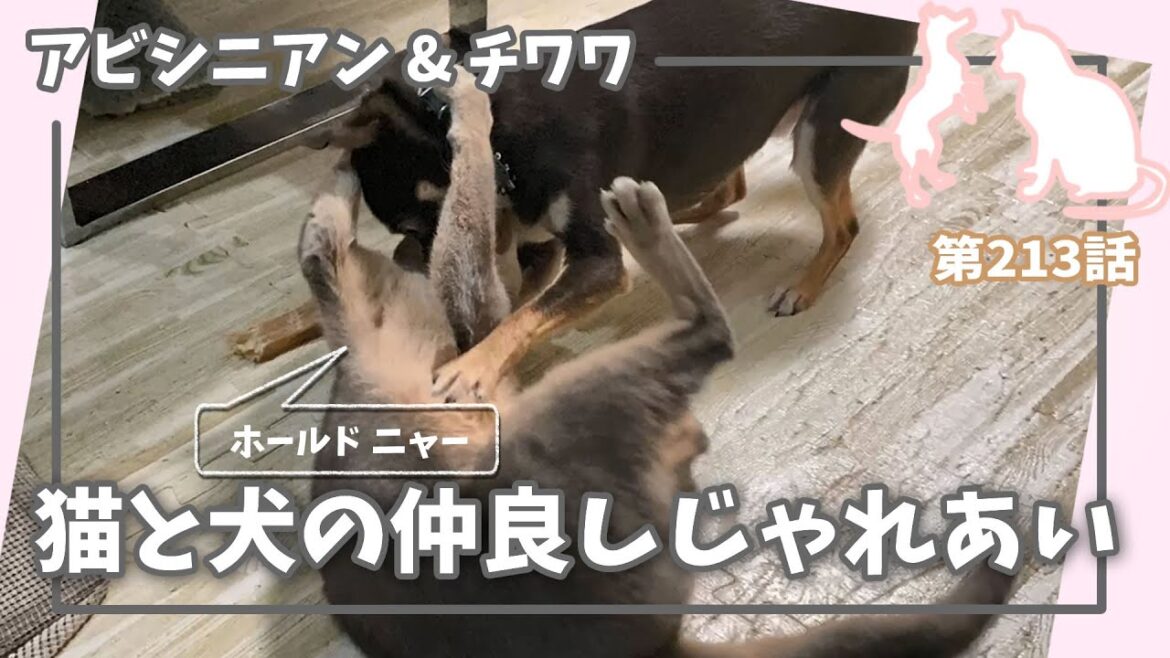[213話] (チワワ&アビシニアン) 猫と犬の４分間の仲良しじゃれあい