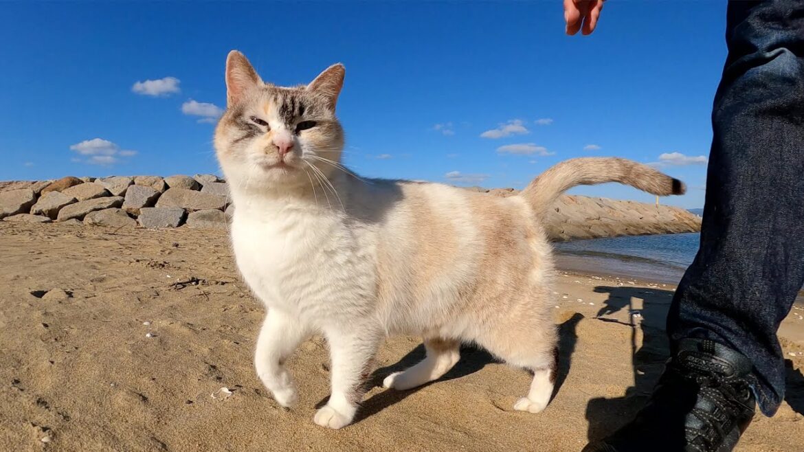 美猫のシャムミックスが砂浜で足にスリスリして甘えてきた