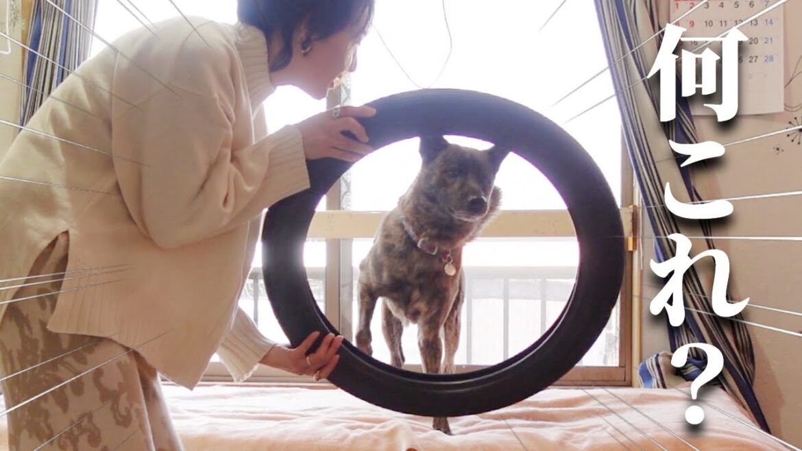 パパが強引に持ってきたタイヤを犬に与えてみたら可愛かった‼【甲斐犬・柴犬】