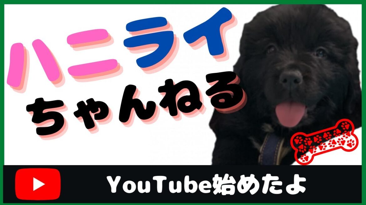 ハニーちゃんダッシュ（ニューファンドランドの子犬・超大型犬・ハニライちゃんねる） #shorts