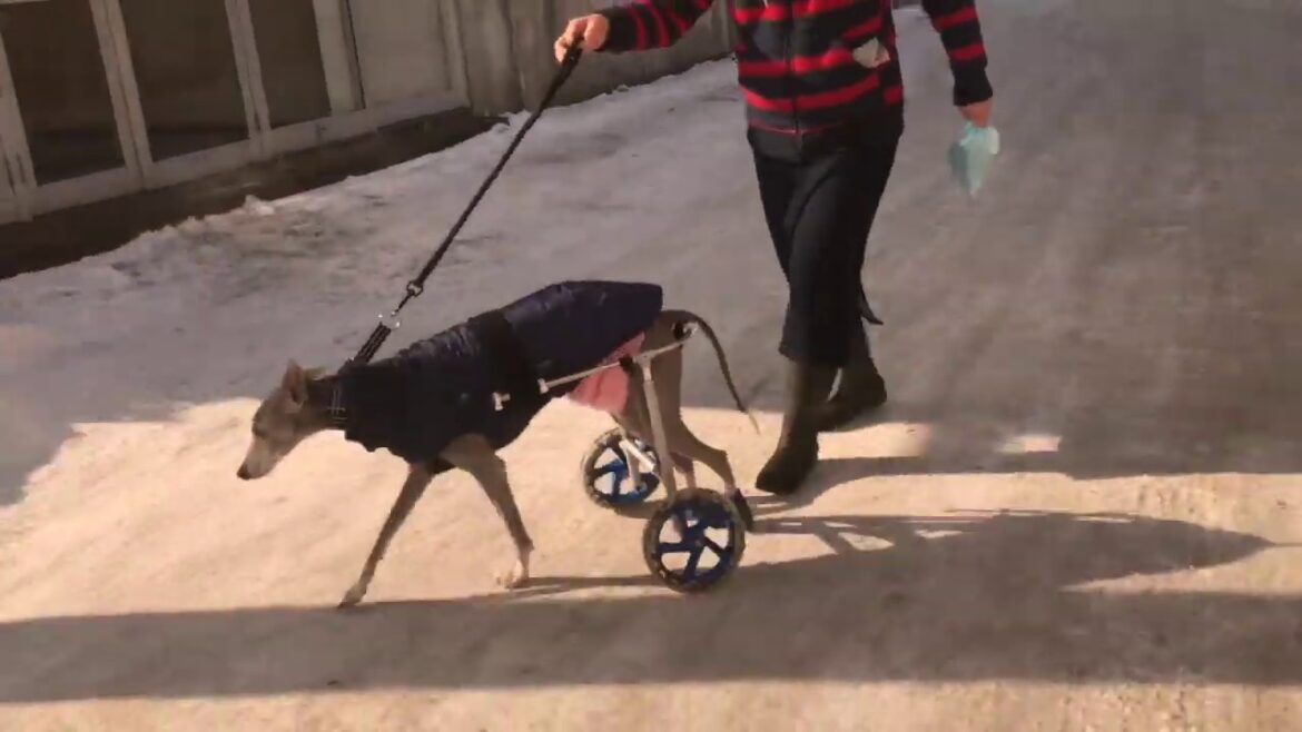アルケリーオ2（大型犬用）ウィペット編【もえれ製作所】