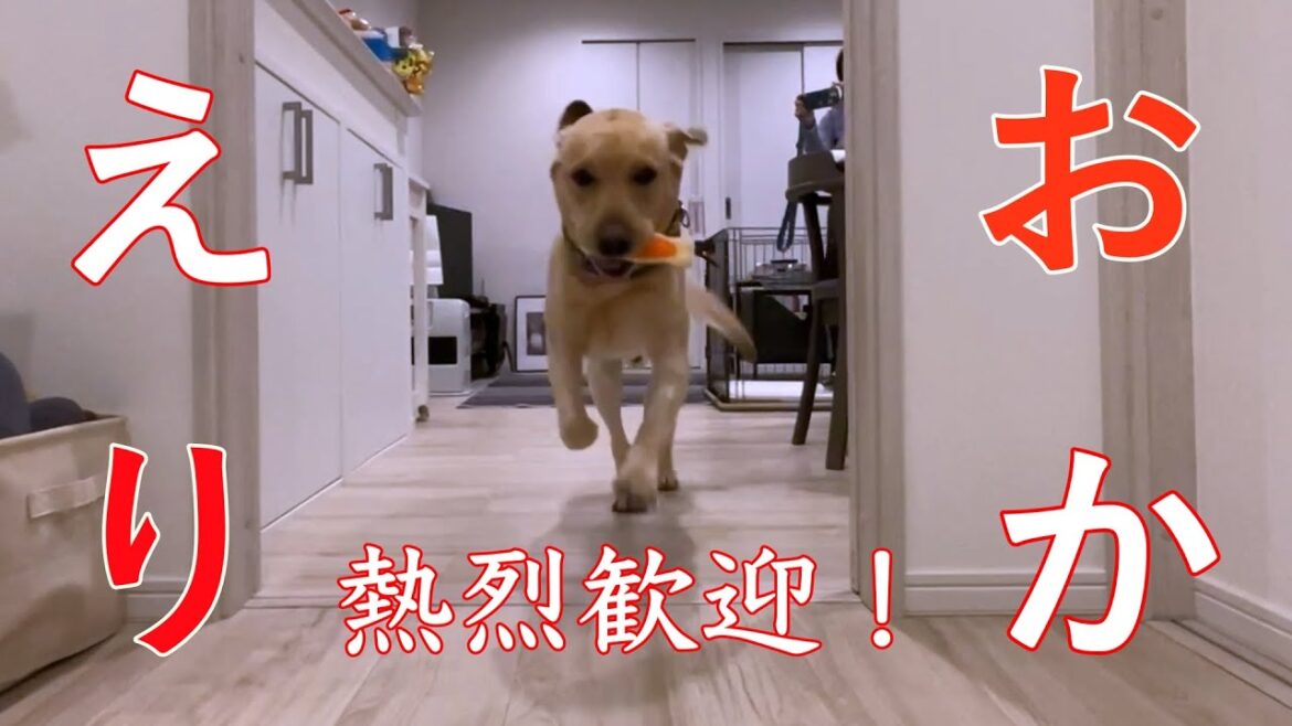 パパに突撃だぁ！！【ラブラドールレトリバー】
