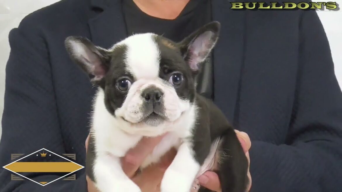 ☆ボストンテリア☆子犬☆ーブサカワ専門犬舎ーBULLDON'S