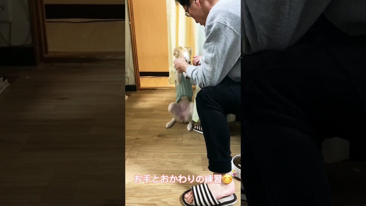 大型犬ボルゾイのお手とおかわりの練習。子犬時代です　#Shorts