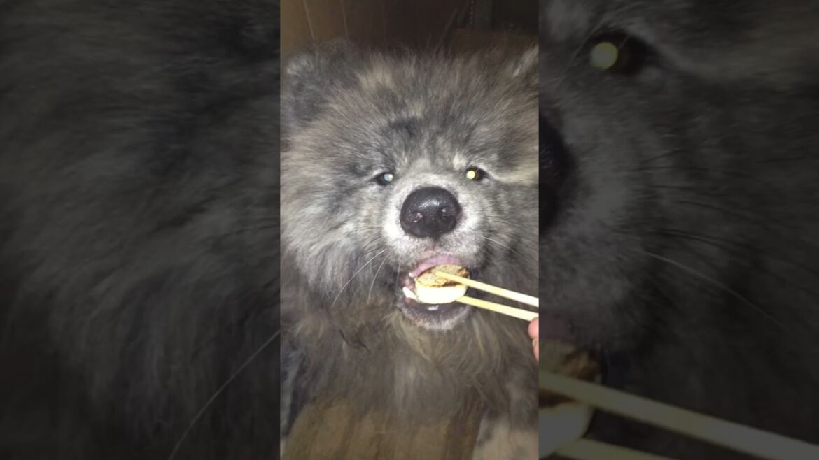 可愛い過ぎて見れば気絶しそうになる秋田犬の鉄くん　#Shorts