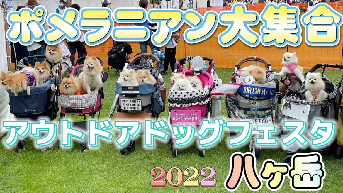 アウトドアドッグフェスタin八ヶ岳にポメラニアン大集合