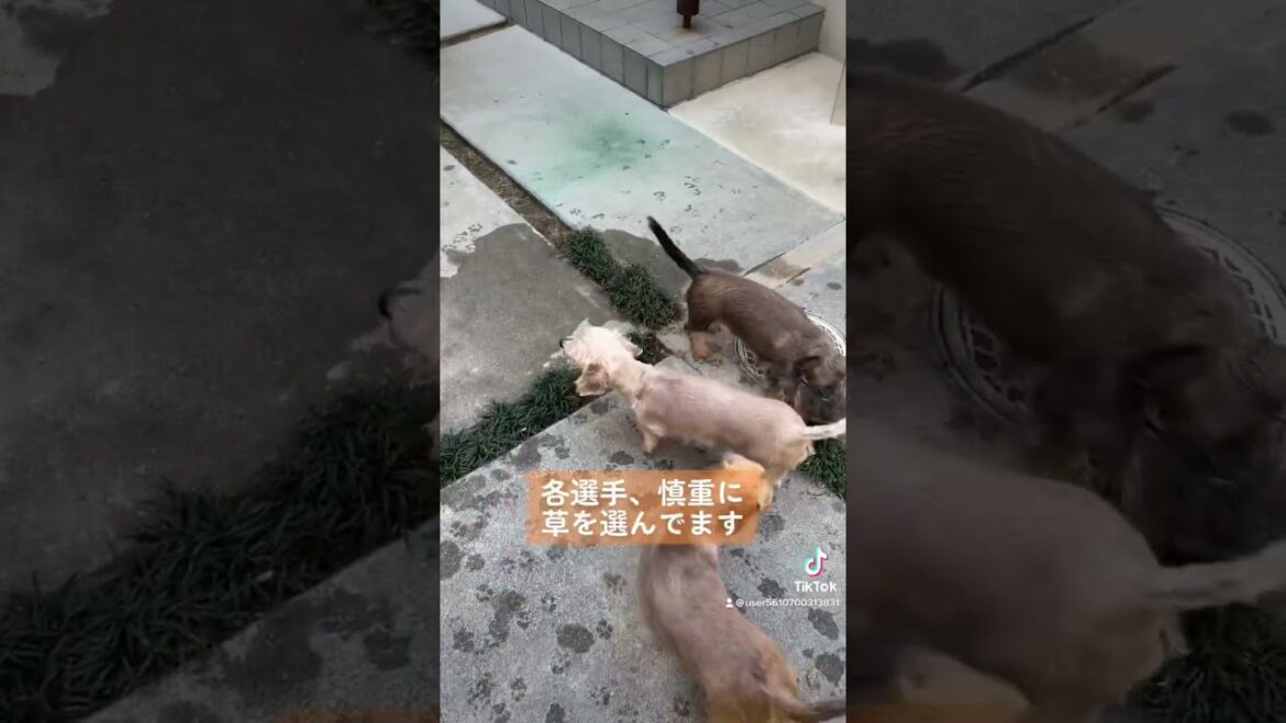 🏁🐶ダックスの草食い競争💨　ワイヤーダックス犬