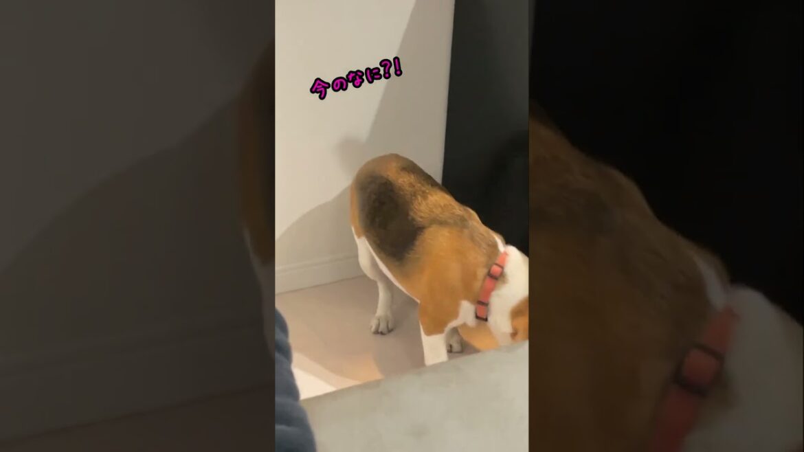 オナラする度に床のせいにするビーグル犬　#shorts