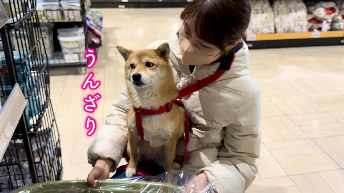 飼い主のセンスのない買い物に付き合わされうんざりする柴犬が可愛い