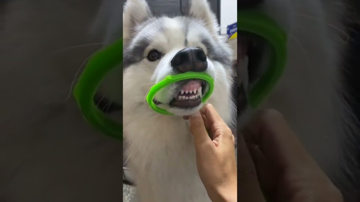 弘法にも筆の誤り 弘法にも筆の誤り