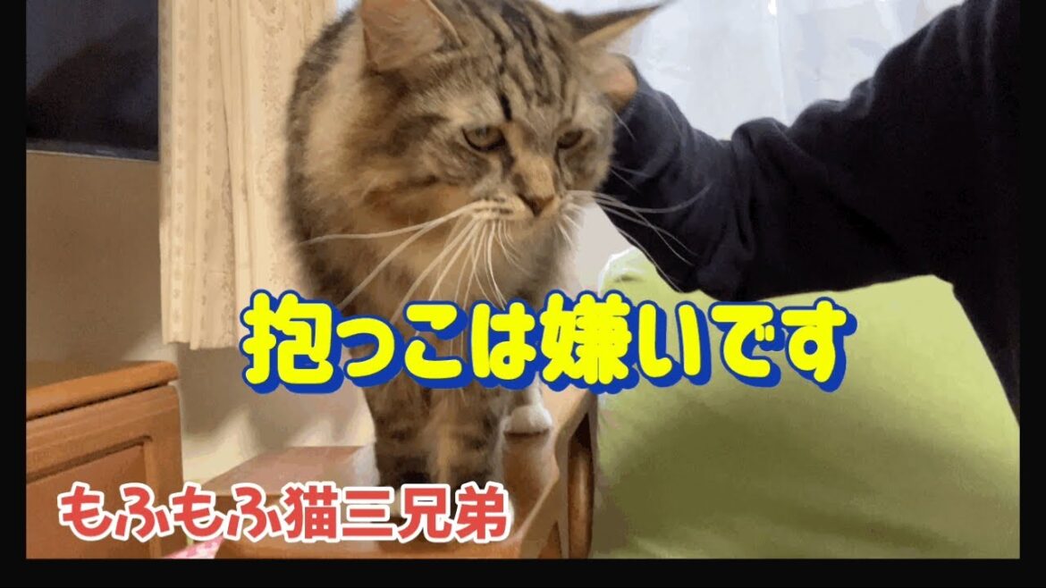 抱っこイヤイヤ！ラガマフィンは抱っこが嫌い…？ようやく三兄弟達とゆっくりしました♪