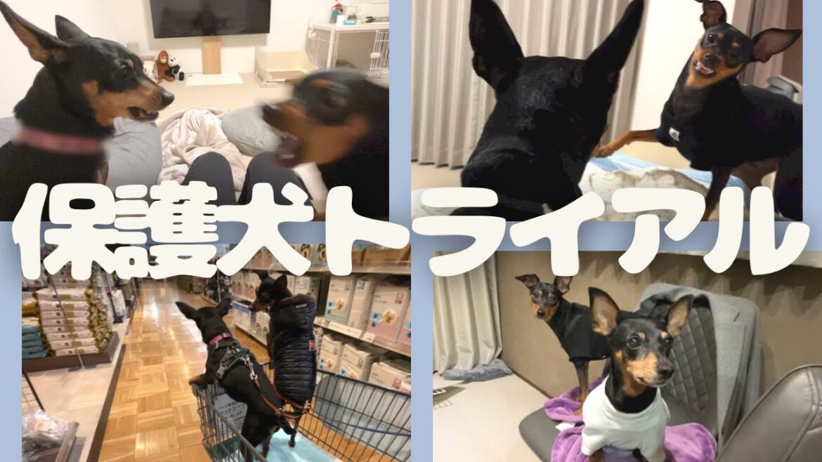 【保護犬】２週間のトライアルの記録〜初日はどうなることかと思いました〜【ミニピン】