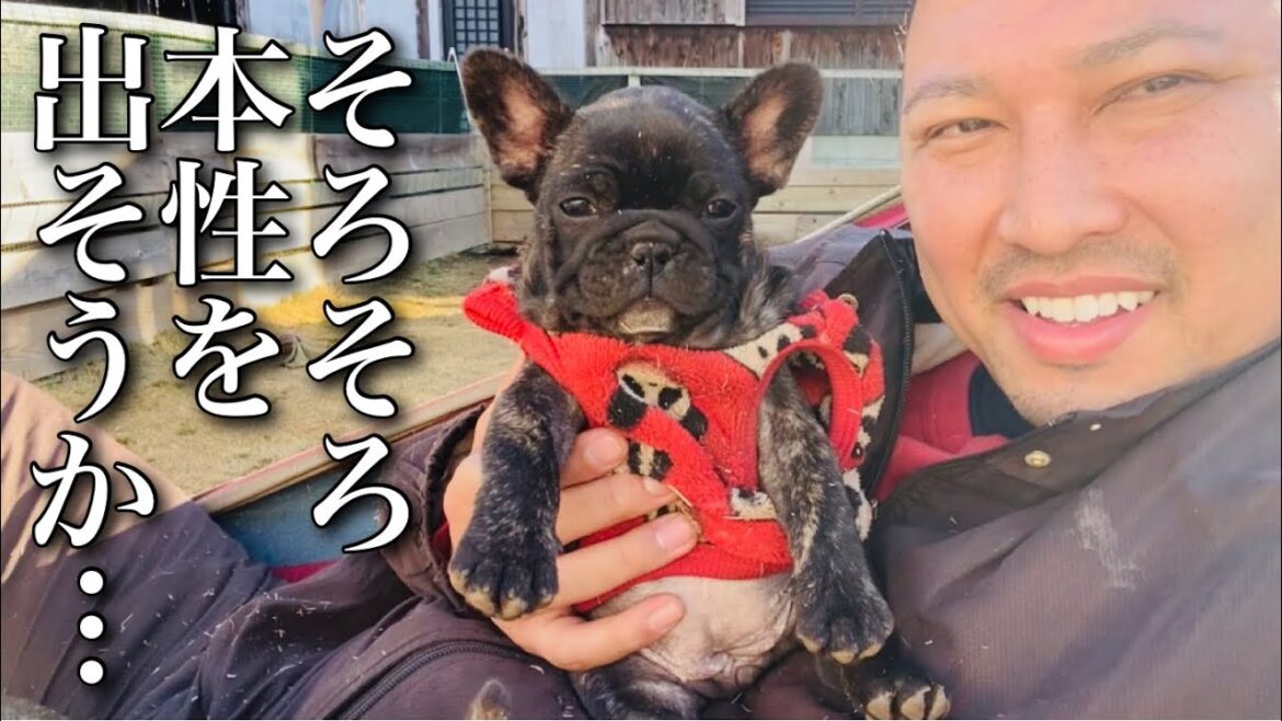 もう本当のことを言います