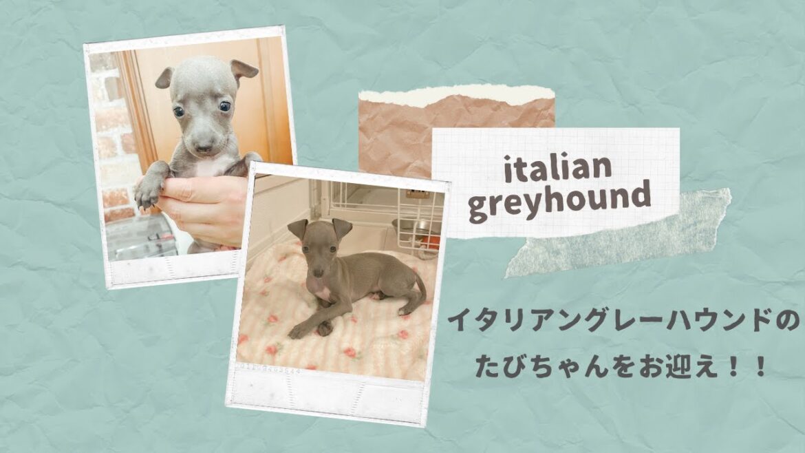【愛犬】イタリアングレーハウンドの子犬、たびちゃんをお迎えしました！【italian greyhound.】