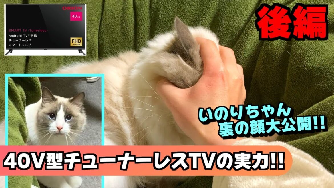ラグドールとはとても危険な生き物だ・・・飼い主の〇〇がバレル！？今年の４月からNHKの未払いの割増金が２倍になるのでチューナーレスTVに買い替えようか（後編）【猫のナレーション】