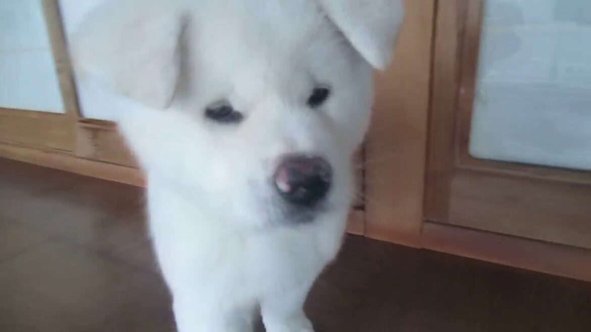 【秋田犬ゆうき】秋田犬の子犬ゆうきを迎え入れました【akita dog puppy】