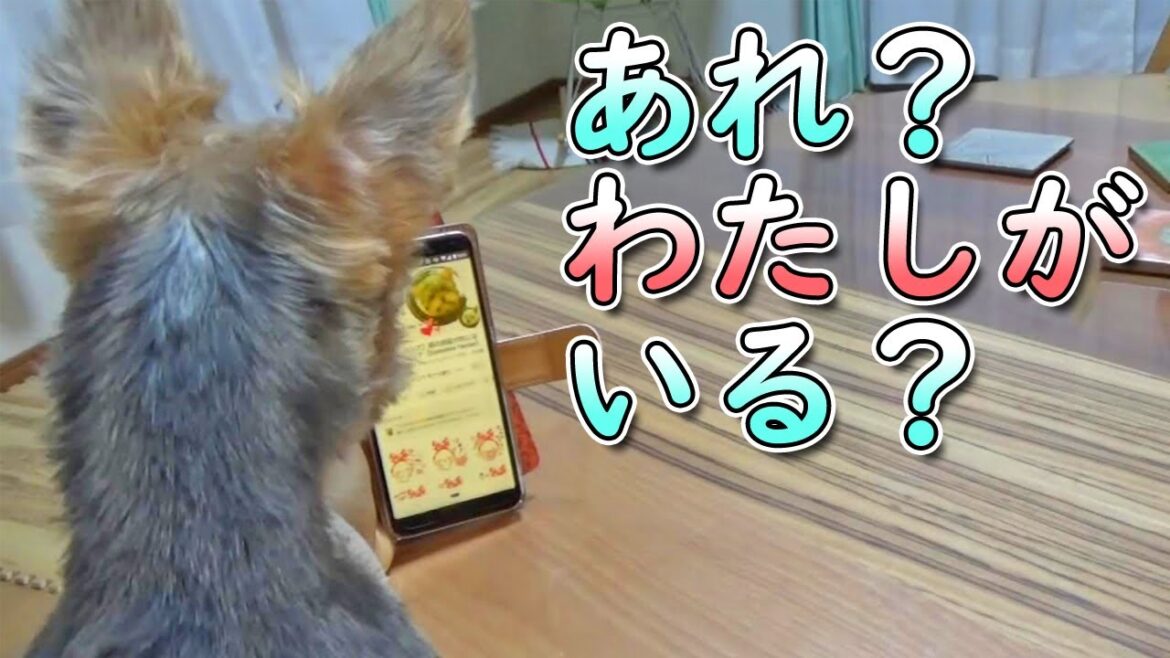 【ヨークシャテリア】スマホからの声を気にするヨークシャテリア【Yorkshire Terrier】