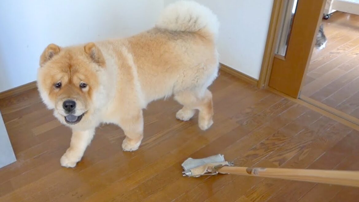 お掃除モップにひかれないようにするチャウチャウ犬