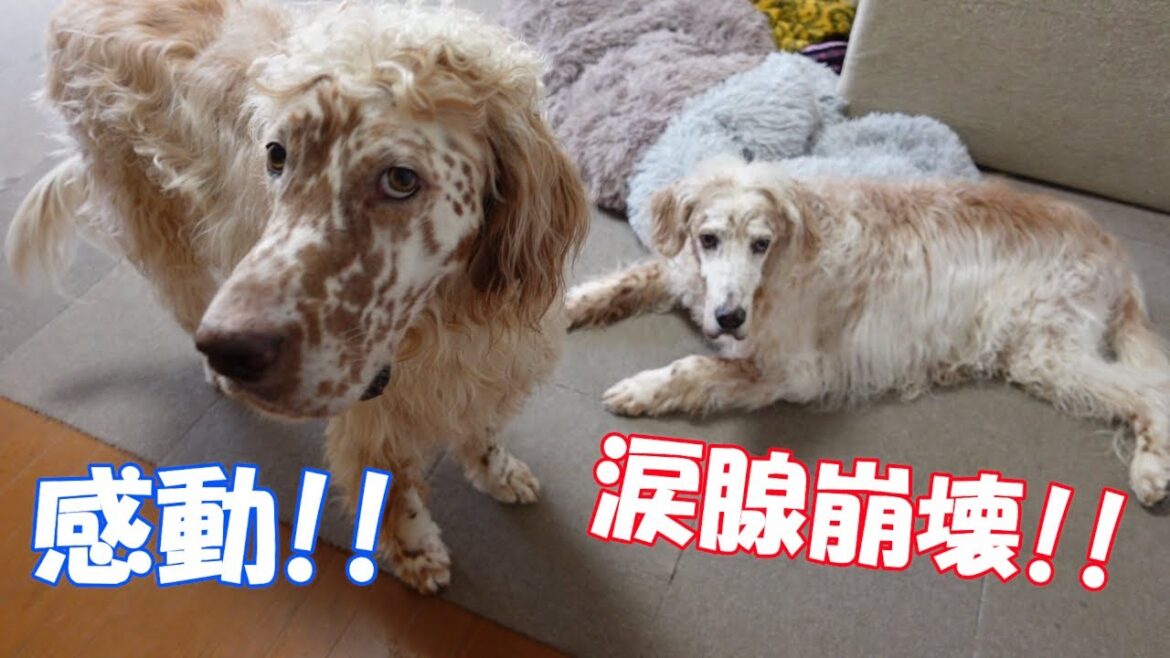 【涙腺崩壊】名曲に感動し過ぎてしまうイングリッシュセッターのキースと便乗して泣いてしまうペイジ