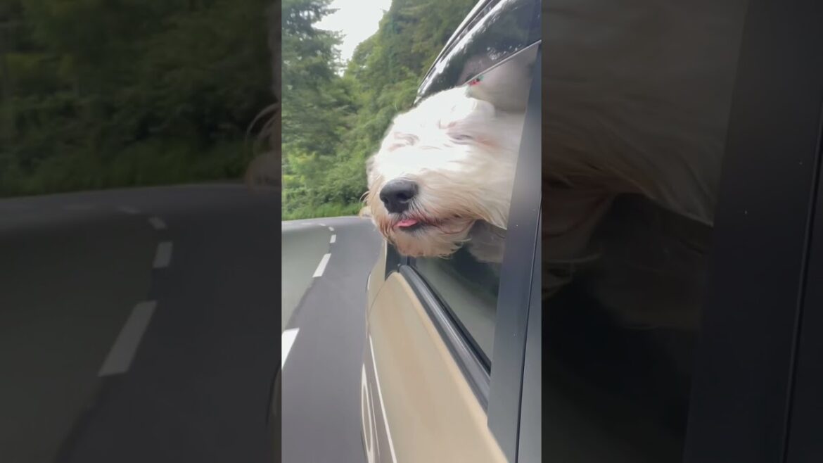 ヒカキンさん🎉1000万人おめでとうございます㊗️オハナとパトラも犬界のヒカキンさん目指します‼️オールドイングリッシュシープドッグ#shorts #ヒカキン