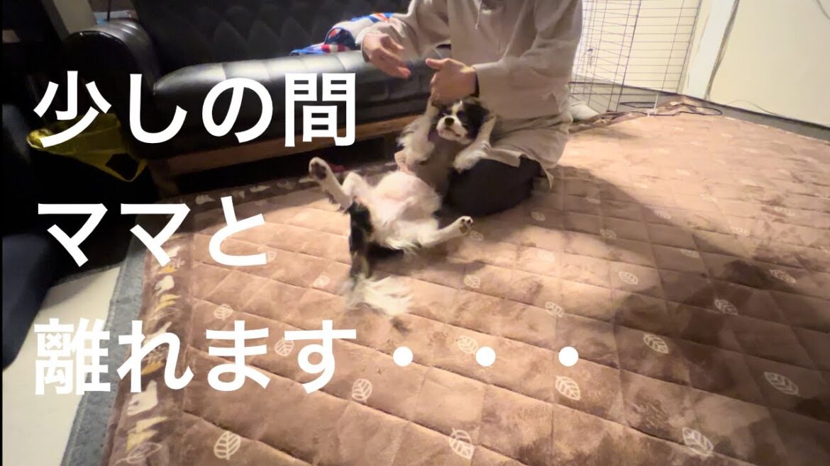 ママが帰る日・・・