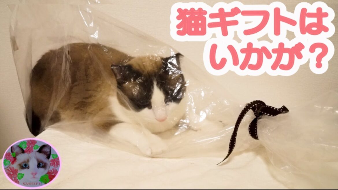 袋に入ったら姉さんに袋詰めにされたシャム猫 A stuffed cat in a bag