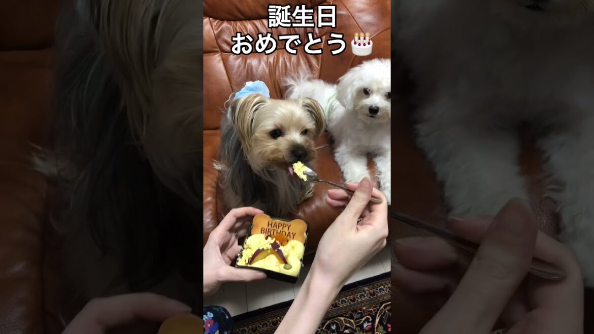 ヨークシャーテリアの誕生日を犬用ケーキで祝ってみた！ #Shorts #ヨーキー #マルチーズ