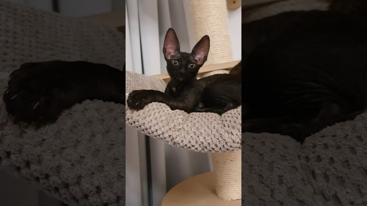 Cornish Rex Kitten, black Kitten!!!