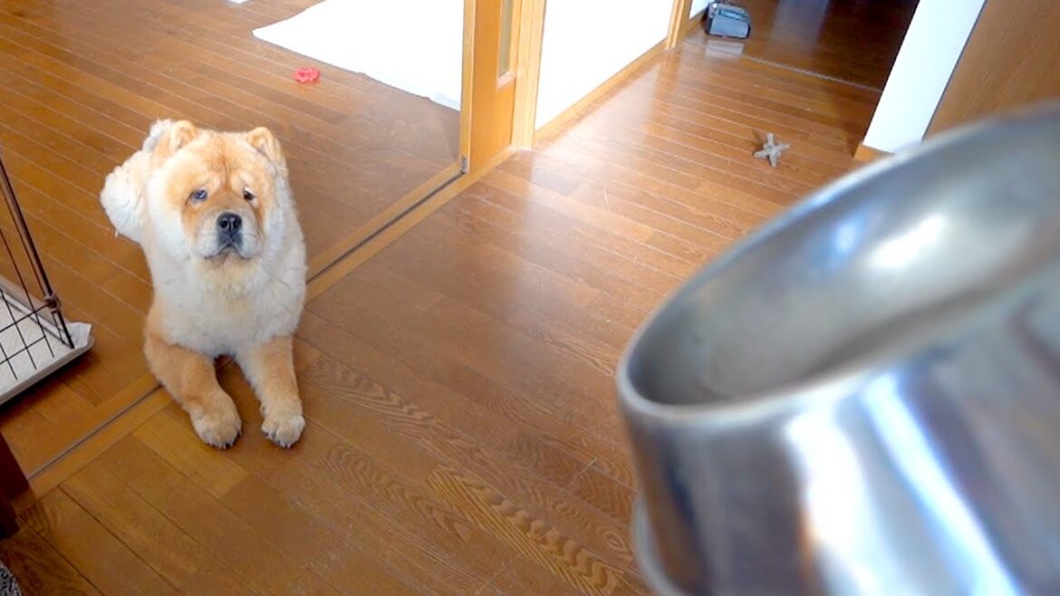 朝ご飯をひたすら待つ健気なチャウチャウ犬