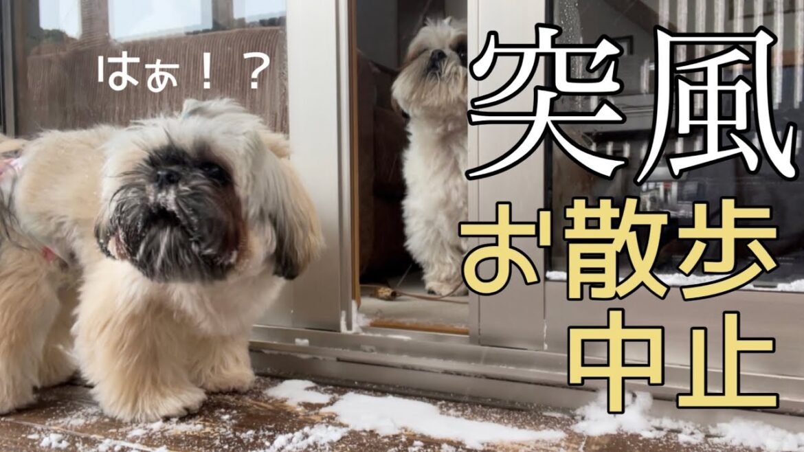 [シーズー多頭飼い]ものすごい突風で、お散歩を中止して作ったものとは…