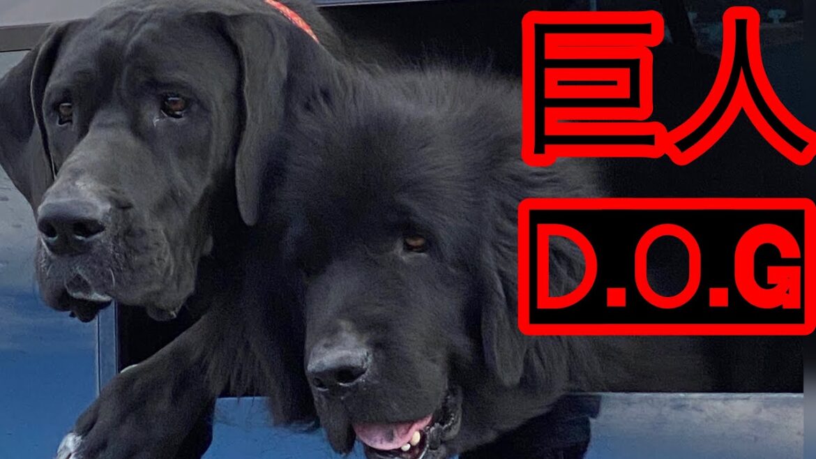 大きすぎる愛犬とドッグラン😂❤️ 超大型犬 ニューファンドランド グレートデン 渡辺ボス 大型犬 多頭飼育 ドッグラン トイプードル ゴールデンレトリバー グレートピレニーズ ミックス 大きすぎる愛犬とドッグラン😂❤️ 超大型犬 ニューファンドランド グレートデン 渡辺ボス 大型犬 多頭飼育 ドッグラン トイプードル ゴールデンレトリバー グレートピレニーズ ミックス