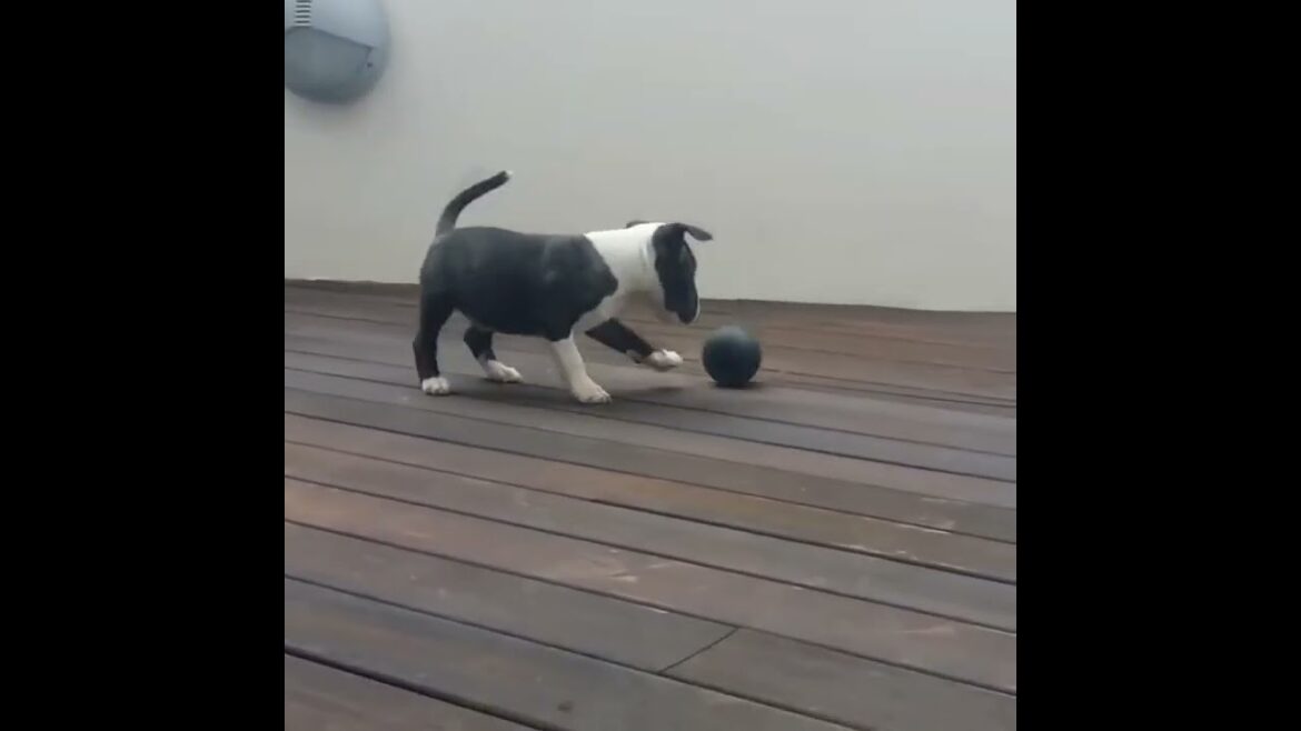 Bull Terrier facts everyone should know pt 1